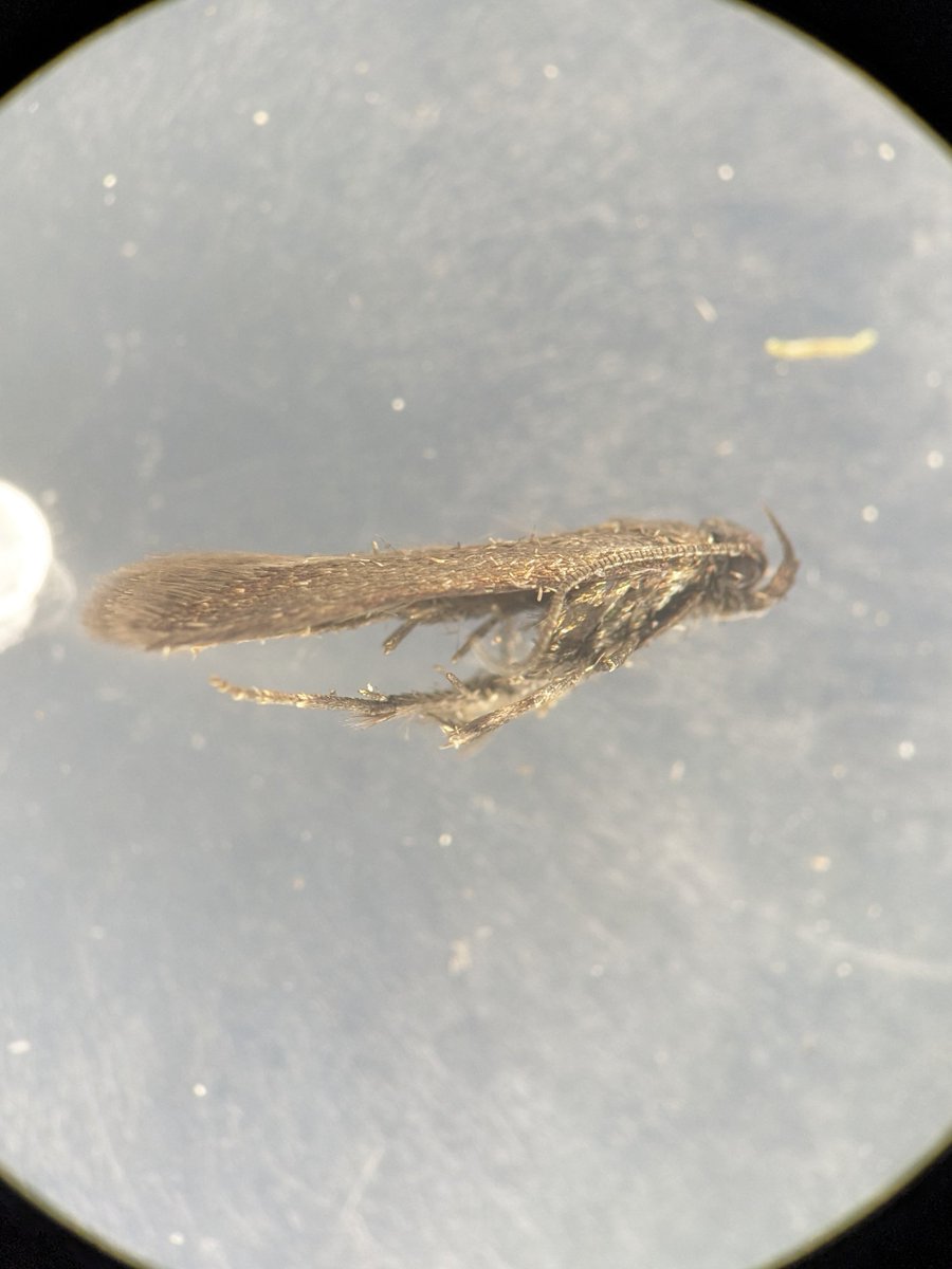 After dissection I believe this charming Gelechid from Aboyne, Scotland is Monochroa tenebrella

I imagine very under recorded rather than all that rare

#lepidoptera #teammoth #entomology