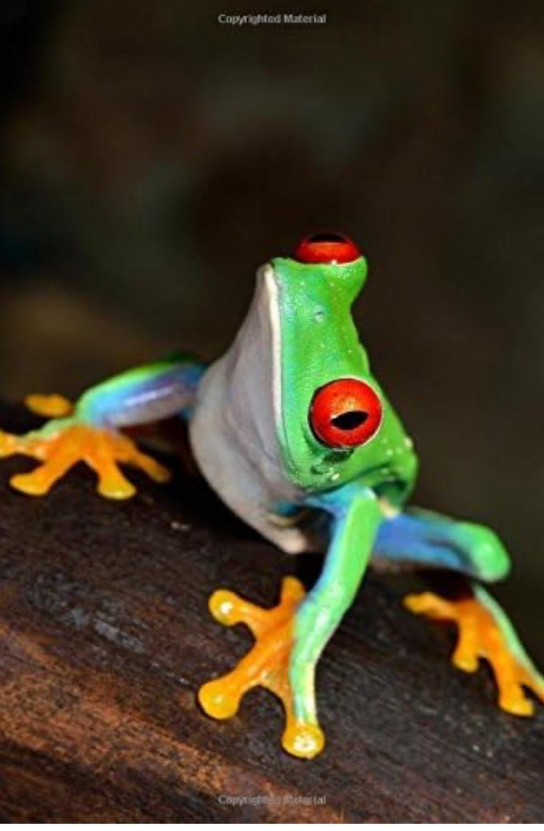 The red eyed tree frog I drew next to the real one: