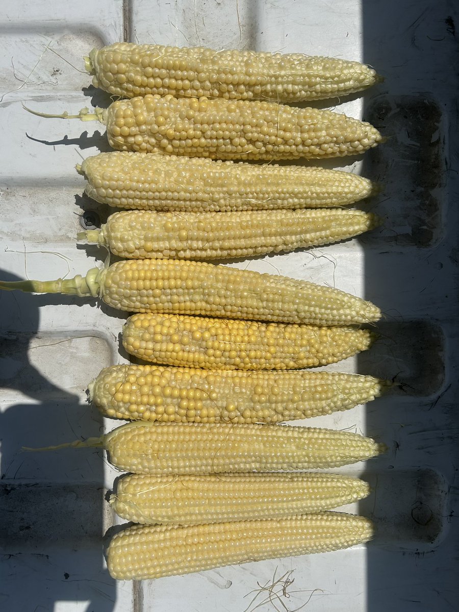 Matt Nelson tweet media