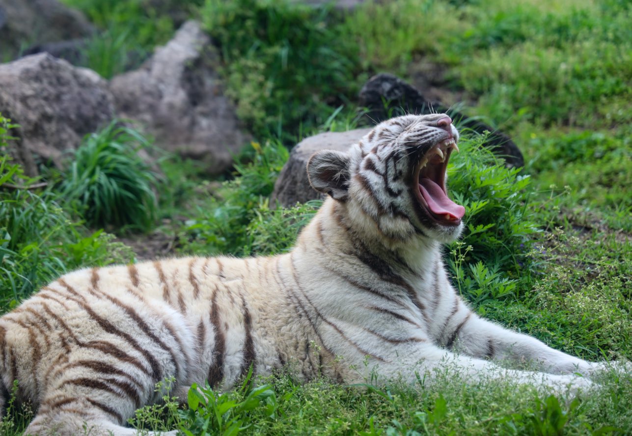 e♡♡♡ カモ トラ シロクマ しの | 推しトラしぐれ💙 2024年9月12日生まれ 父ナイト 母