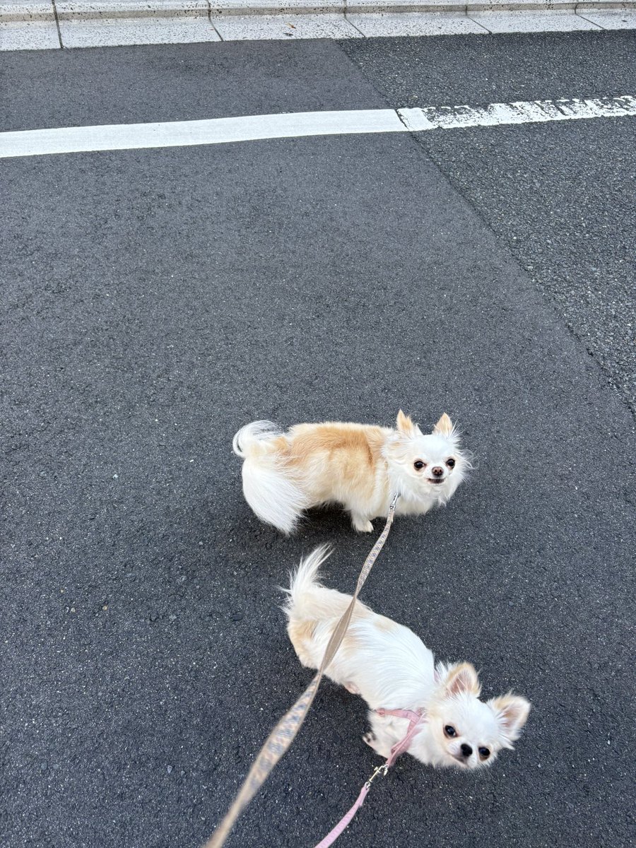 チワワのくぅちゃん♡Rin♡Lulu (@etsu0122p) / Posts / X