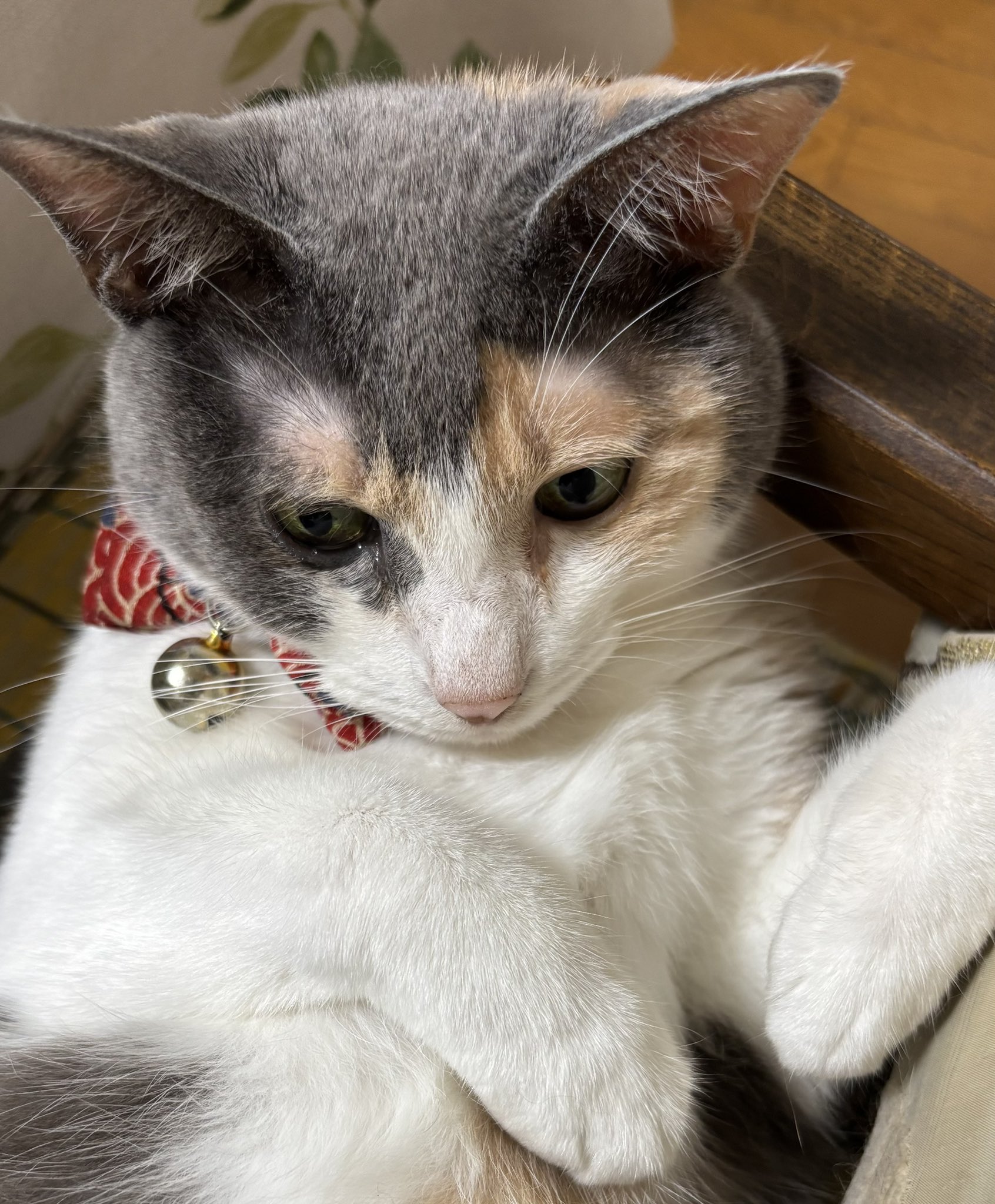 関西の猫好きさん専用 年に一度！猫好きさんのモチベーションが最も上がる日！ 新宿