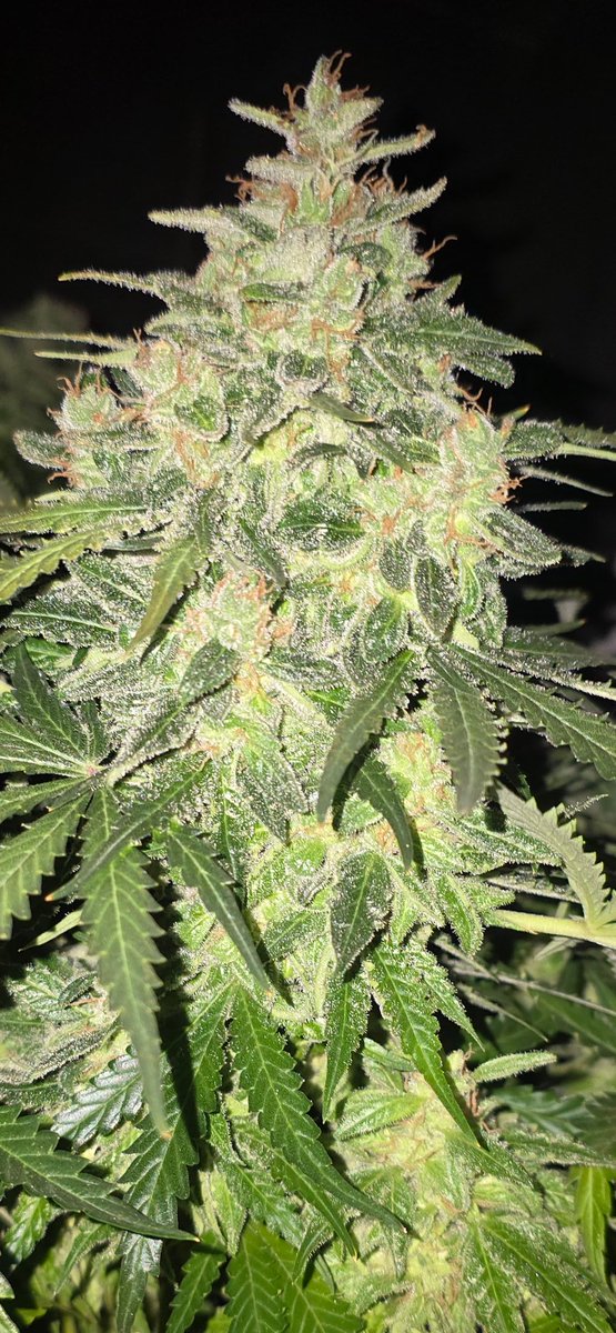 A peaceful night to all of you. To your loved ones and to all your plants. I wish you all a sunny morning.
🤌🤌🤌✌️✌️✌️😎😎😎