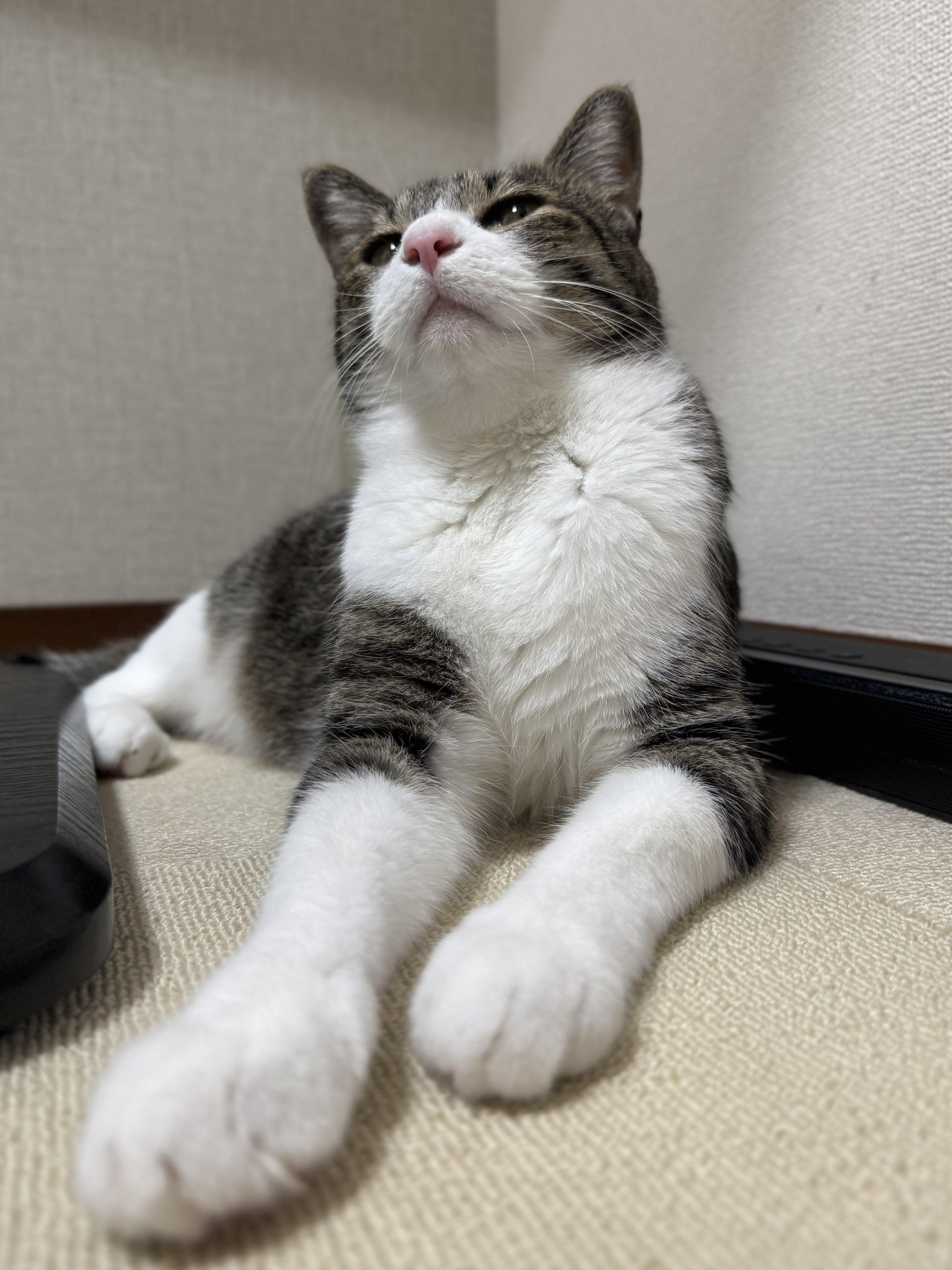 ぎんねこページ ぎんのねこ (@ginnonekoch) / X