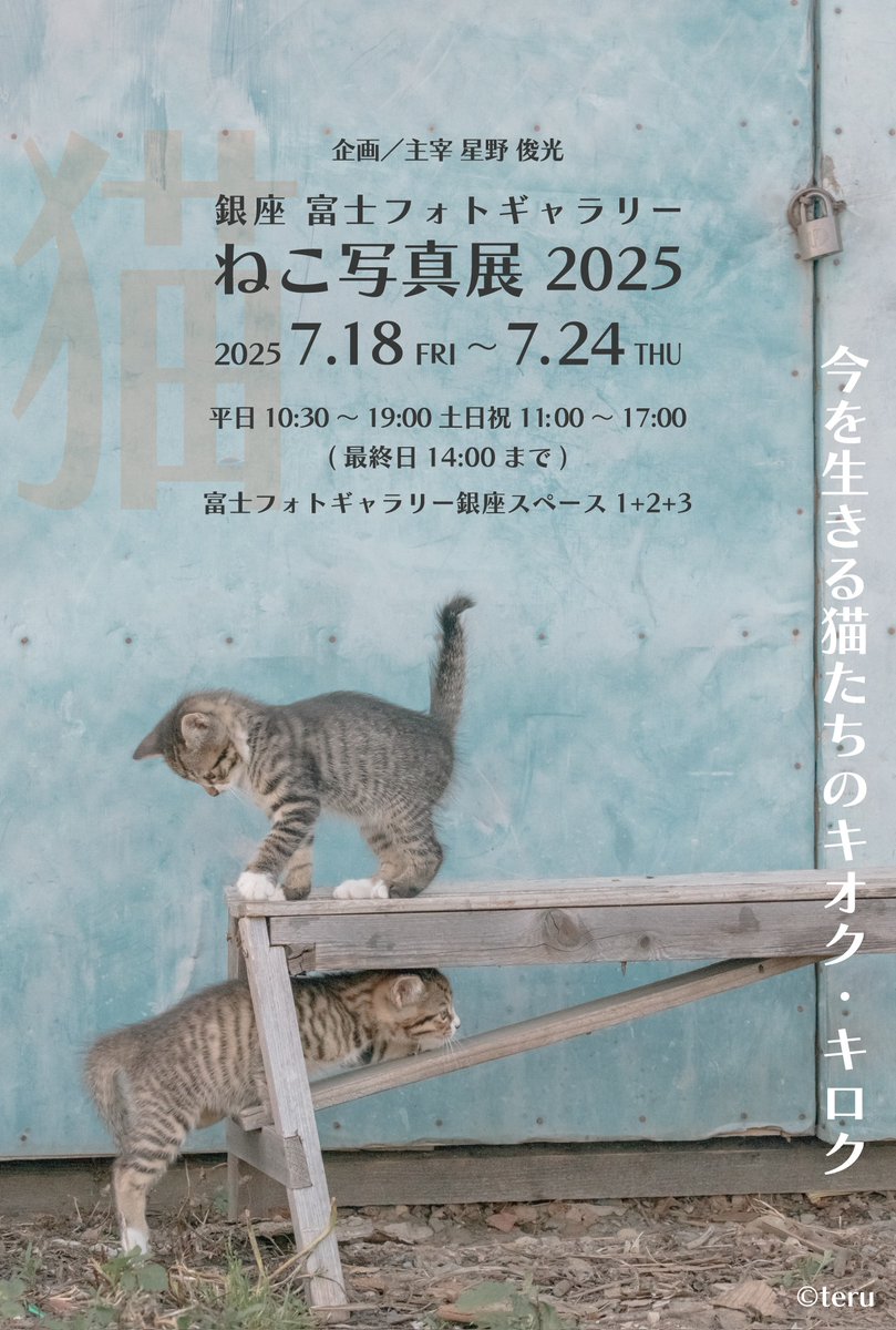 sakura_ponzu's tweet image. 【銀座 富士フォトギャラリーねこ写真展 2025】
47名の猫写真家による個性溢れる作品が135点展示されています。
ぜひお立ち寄りいただければ嬉しいです。
*在廊予定
・7/19(土)11:00-15:00頃まで
・7/20(日)12:00頃〜17:00
・7/21(月)12:00頃〜17:00