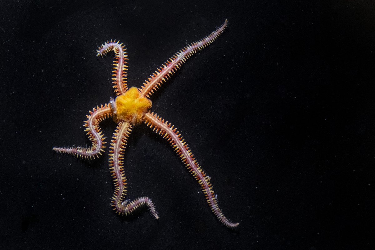 PtDefianceZoo's tweet image. Tiny but mighty! 🌟 Meet the small brittle star, an incredible echinoderm that hides in plain sight. With long, slender arms and the ability to regenerate lost limbs, these little sea creatures are masters of survival. 🌊 Often tucked beneath rocks, brittle stars use their…