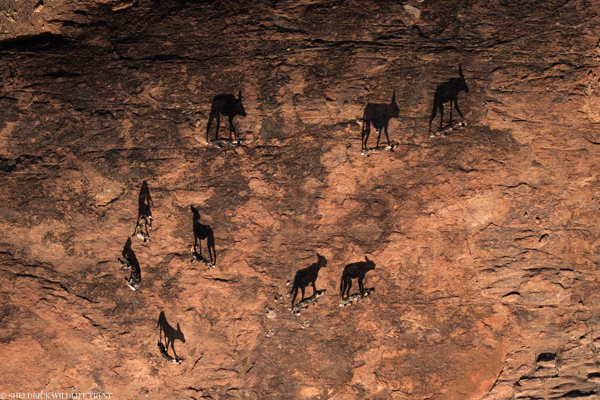 SheldrickTrust's tweet image. Kenya’s landscapes are home to some of Africa’s most impressive, and elusive predators: wild dogs aka painted hunting dogs, the secretive striped hyena, and the silent leopard.
These species need vast, unbroken habitats to thrive — but their survival is increasingly threatened…