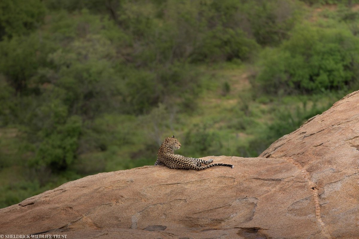 SheldrickTrust's tweet image. Kenya’s landscapes are home to some of Africa’s most impressive, and elusive predators: wild dogs aka painted hunting dogs, the secretive striped hyena, and the silent leopard.
These species need vast, unbroken habitats to thrive — but their survival is increasingly threatened…