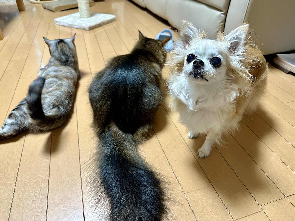 yuzu_chihuahua's tweet image. カメラを向けても､こっちを見てくれるのはチワワだけ(笑)