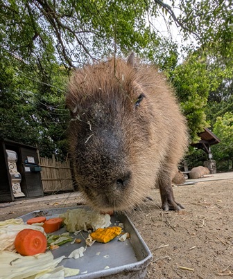capipiro's tweet image. ぷる〜んくんの朝食タイム！

(2025.05.26長崎バイオパーク)