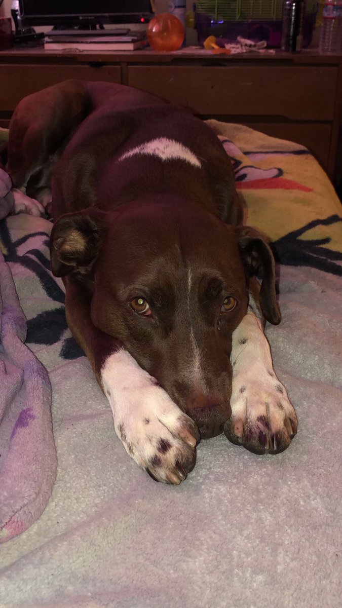 Karissaa18's tweet photo. Happy birthday to my baby Brownie! Watching her turn 15 is such a bittersweet feeling. She’s been my best friend, my little shadow, the one I’ve shared all my secrets with, I truly can’t put into words how much she means to me 🥹🤎 https://t.co/OAGfJjGCWZ