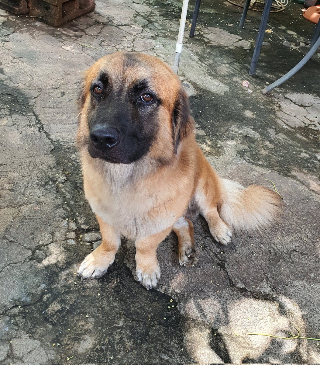 Nelso9116's tweet photo. Hasta pronto querido amiguito, de todo corazón gracias por tu sincera amistad y siempre te llevaré en mis pensamientos 💚 https://t.co/oiIhXjkOhV