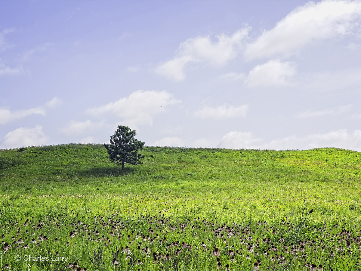 Nachusa Grasslands tweet media
