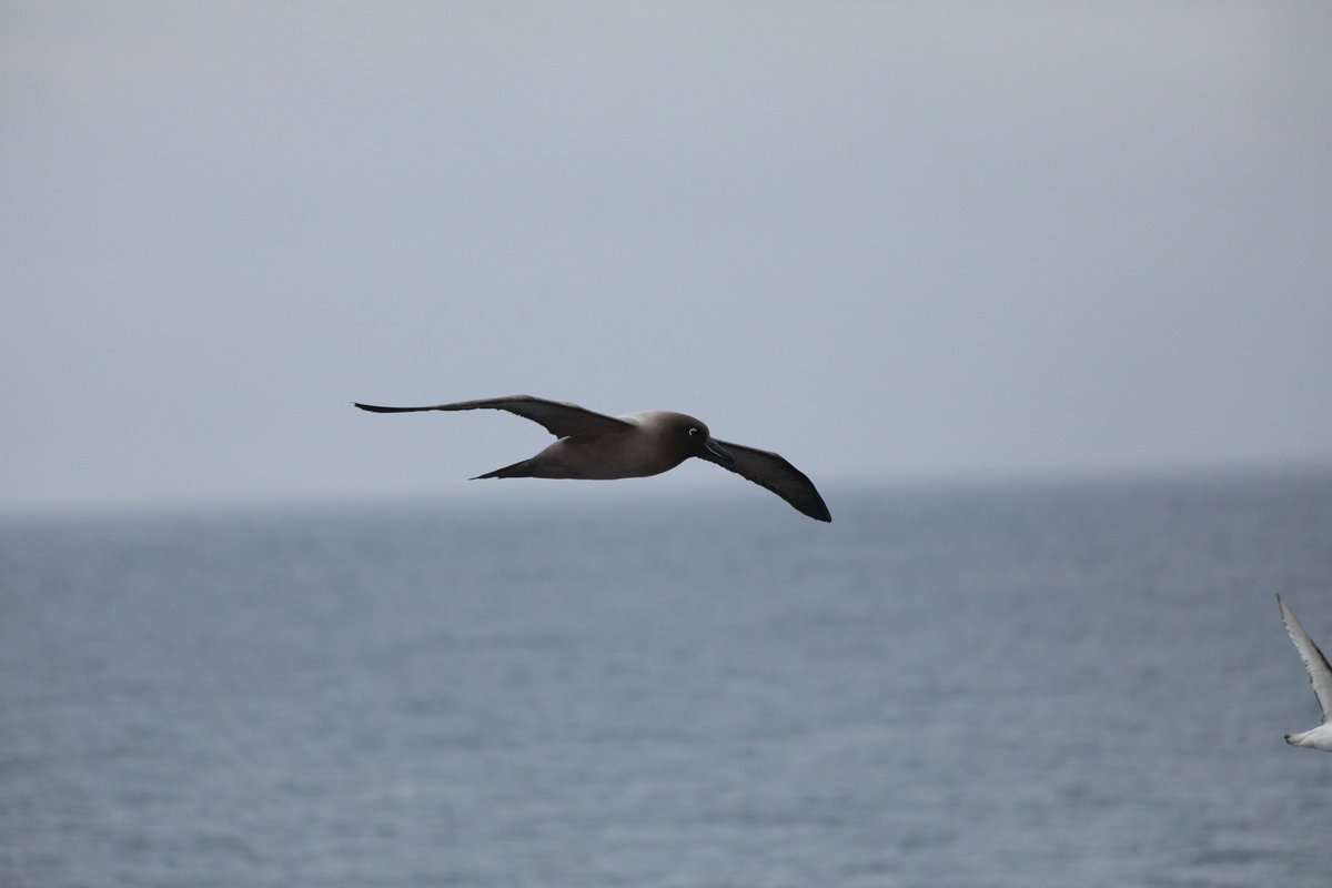 eeuupphhoo's tweet photo. そういえばペンギンとか鳥とか見てきました。
コウテイペンギン
アデリーペンギン
ハイイロアホウドリ
ユキドリ https://t.co/fKoEbAsUOW