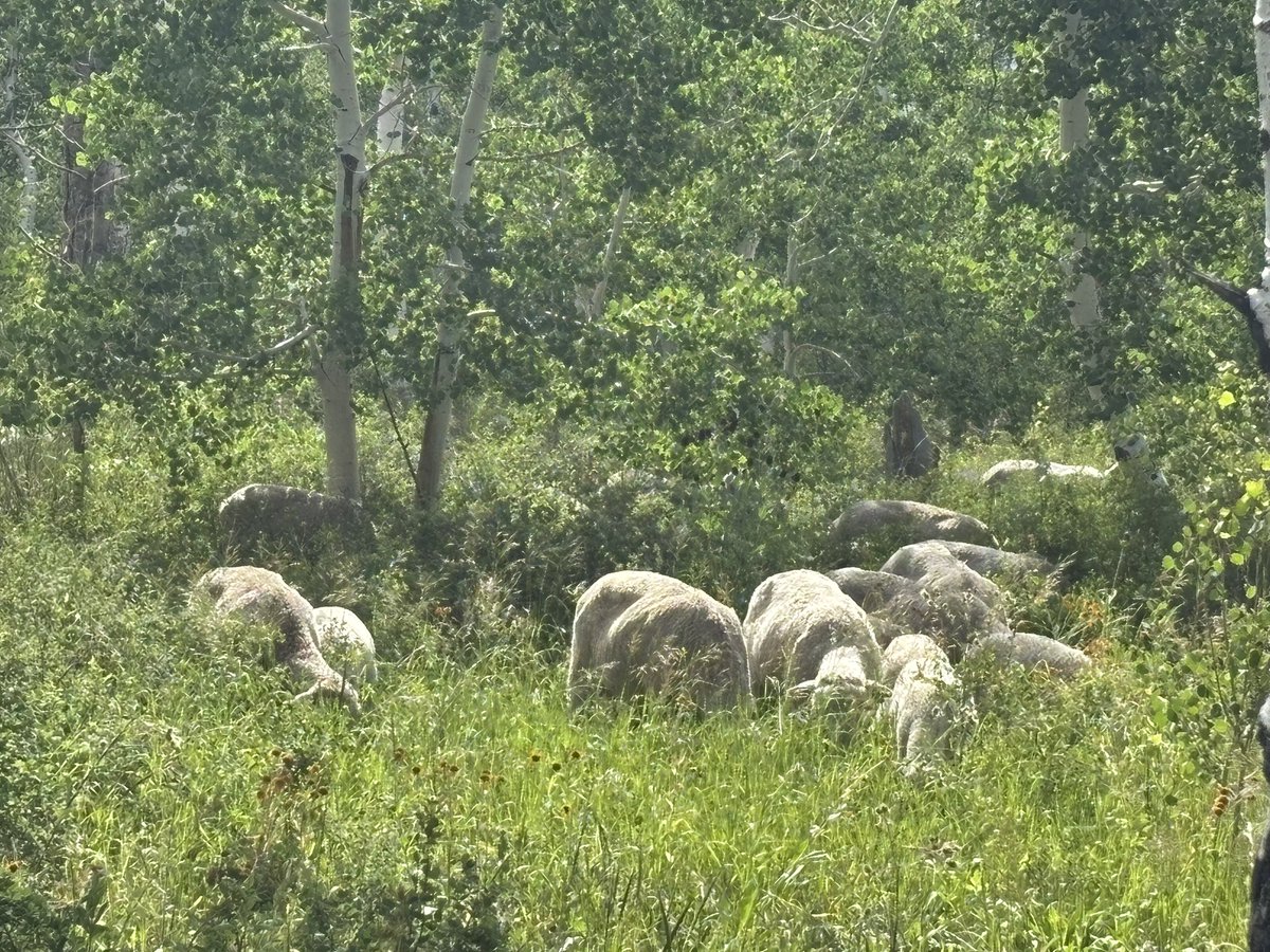 jaminwestby's tweet image. Busy day today! A few meetings in town for school then switch to ranch hand to get our grazers up into our land. These ladies will be munching free range up here for the next month.
@rhensing