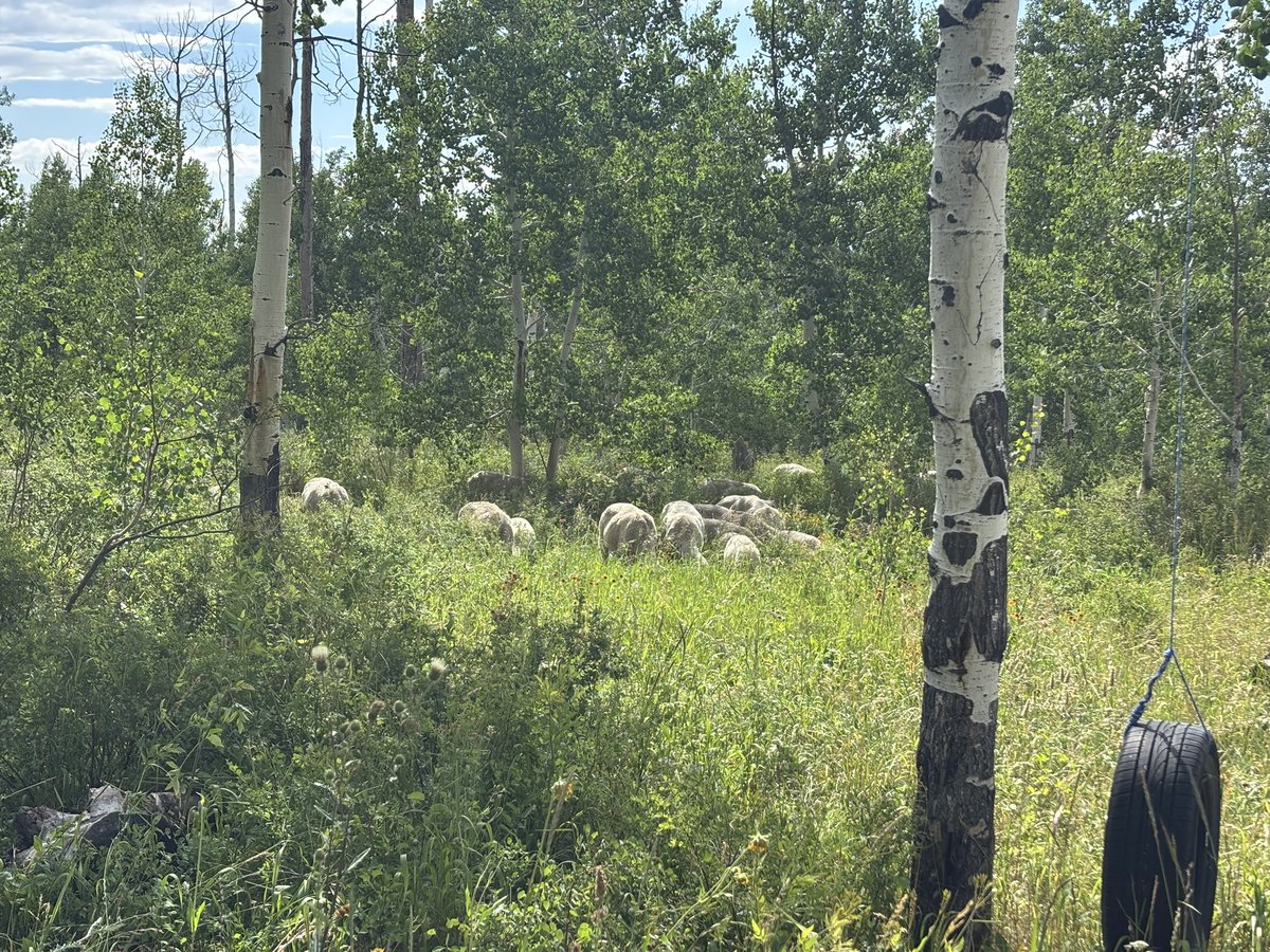 jaminwestby's tweet image. Busy day today! A few meetings in town for school then switch to ranch hand to get our grazers up into our land. These ladies will be munching free range up here for the next month.
@rhensing