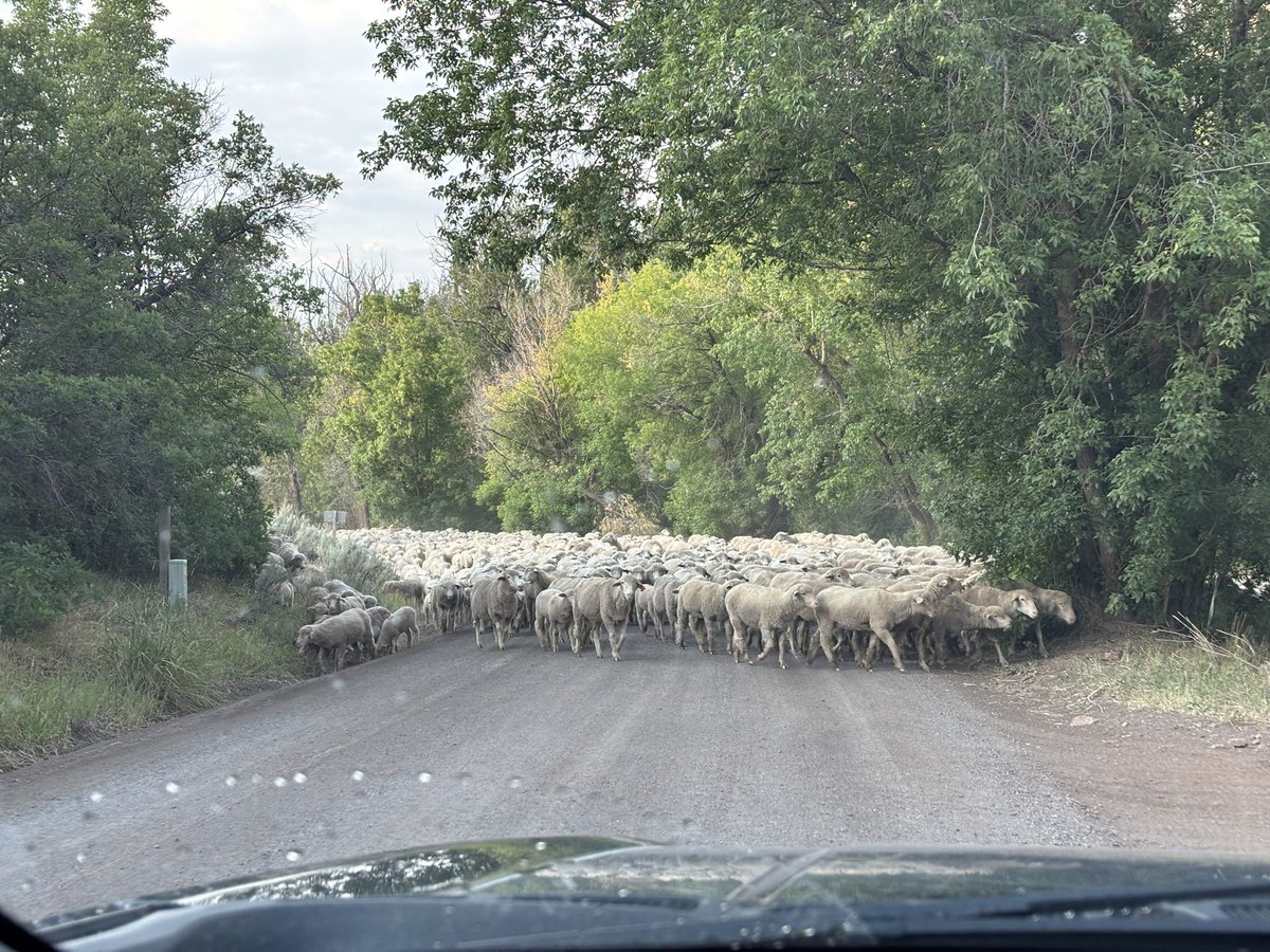 jaminwestby's tweet image. Busy day today! A few meetings in town for school then switch to ranch hand to get our grazers up into our land. These ladies will be munching free range up here for the next month.
@rhensing
