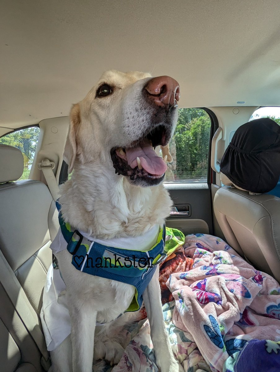 Hankster The Houndster (@hankster_the) on Twitter photo Ello sweet pals ๐ฝ๐ฉต guess where we are this weekend.. โบ๏ธ๐คญ yep, another trip to Grandma's house across da state~ ๐ก๐ฃ๏ธ๐๐พ me n mom share da back seat on our trips ๐ she says it's the best part.. ๐ฅฐ๐ฝโค๏ธ have a great weekend, we love you friends ๐ค๐ฝ๐ #HankstersBigAdventure Ello sweet pals ๐ฝ๐ฉต guess where we are this weekend.. โบ๏ธ๐คญ yep, another trip to Grandma's house across da state~ ๐ก๐ฃ๏ธ๐๐พ me n mom share da back seat on our trips ๐ she says it's the best part.. ๐ฅฐ๐ฝโค๏ธ have a great weekend, we love you friends ๐ค๐ฝ๐ #HankstersBigAdventure