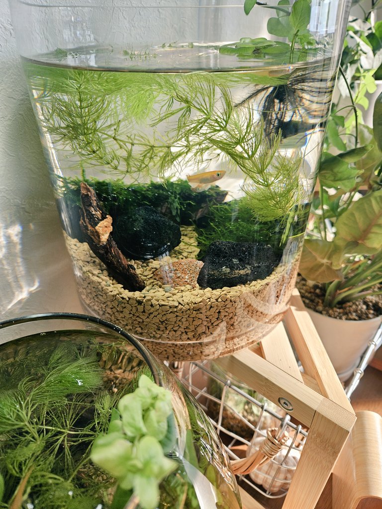 テラリウム - Search / X