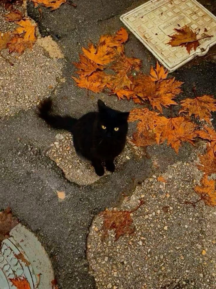 sk1nnik1tty's tweet photo. ITS TIME TO LOCK IN FOR FALL.

what better time of year is there to be skinny? baggy clothes, warm drinks, and halloween! 

you’d like to be skinny this fall, wouldn’t you?

COMMENT TO JOIN MY SKINNY FOR FALL GROUP CHAT! https://t.co/Dhcjzfp433