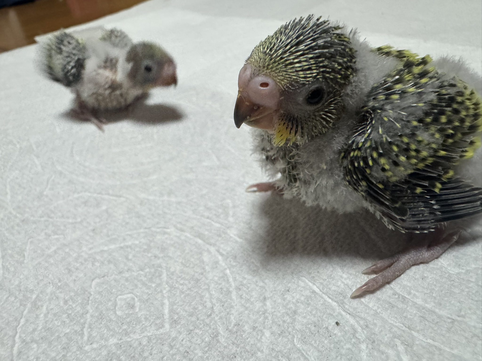 嵐 - キイロイインコ リアランリサイタル🐥💬💜♬.*ﾟ 澄んだ歌声♪ と言いたいところ