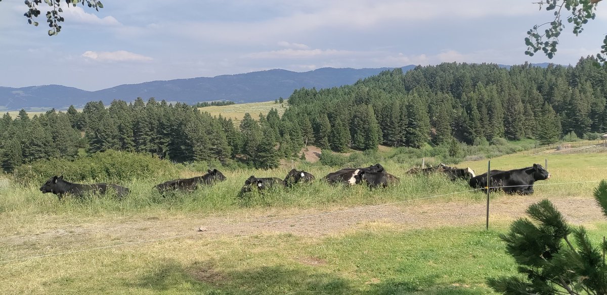 44Bridger's tweet image. Driveway cleanup crew resting after a long day of eating.
