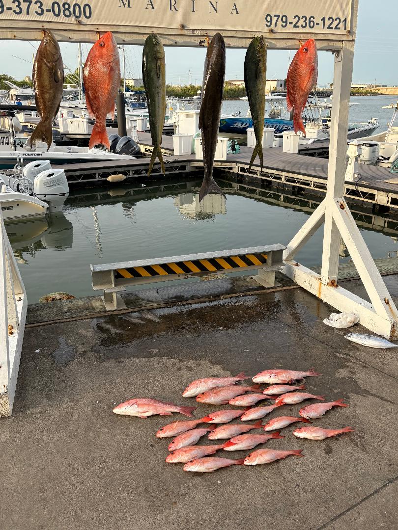 Had a really good couple days 80 miles out in the Gulf of America! King, Dorado, Snapper, Grouper, Ling, and a bunch of Vermillion Snapper.