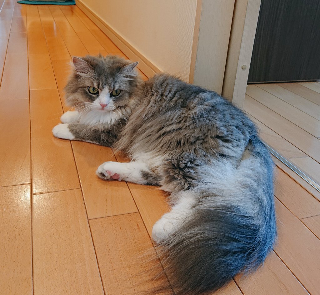 kaokono9010's tweet image. おはおฅ
#猫のいる暮らし
#猫のいる幸せ
#あおいのTL見えますように
#熱中症に気をつけてね