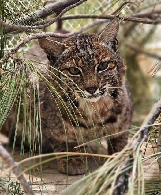 PAWS' bobcat, Rumi-
Rumi, a bobcat born in 2020, arrived at PAWS in January 2024 at four years old. She came to us from WildCat Ridge in Oregon, a refuge dedicated to caring for wild cats of all sizes. Due to circumstances beyond their control, they were forced to rehome Rumi and