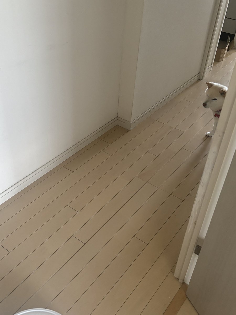 白柴vsお掃除ロボ　
お掃除ロボの圧勝