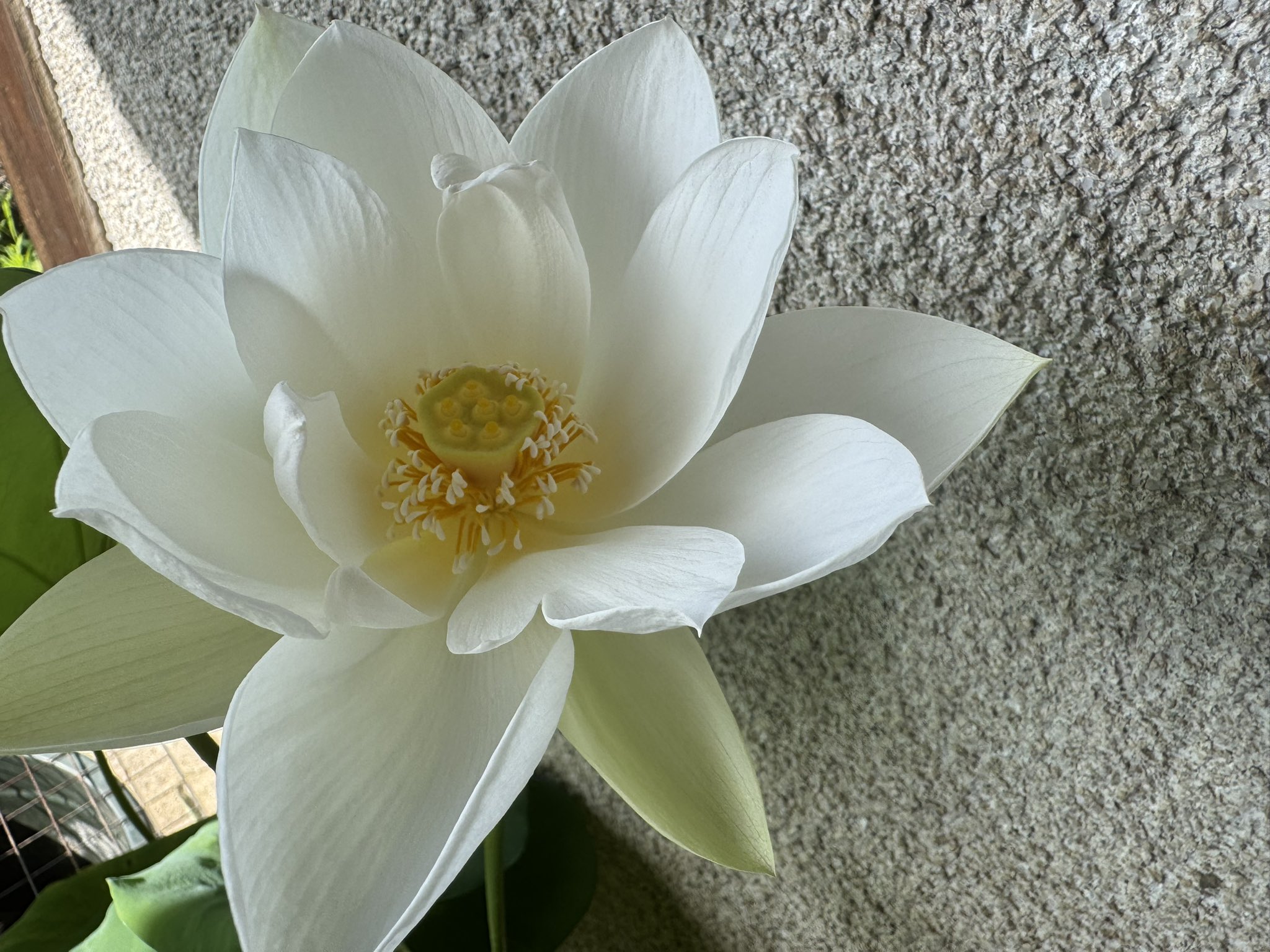 花蓮ページ １２点 妙蓮」の開花は第2ステージへ | 蘇山蓮園