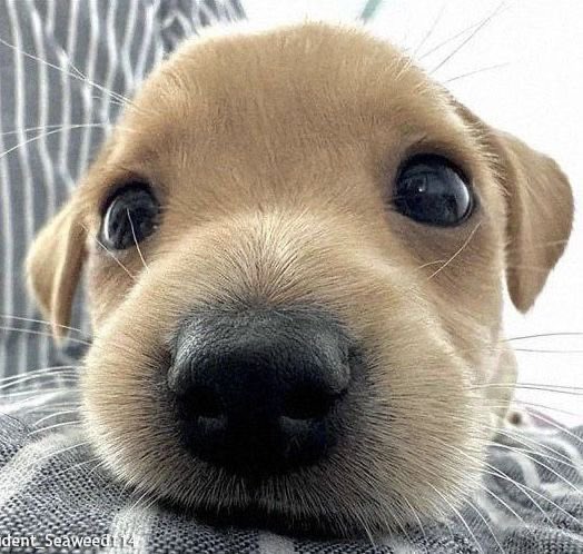 hyuuvita's tweet image. este perrito se llama como lo ultimo que comiste, avr