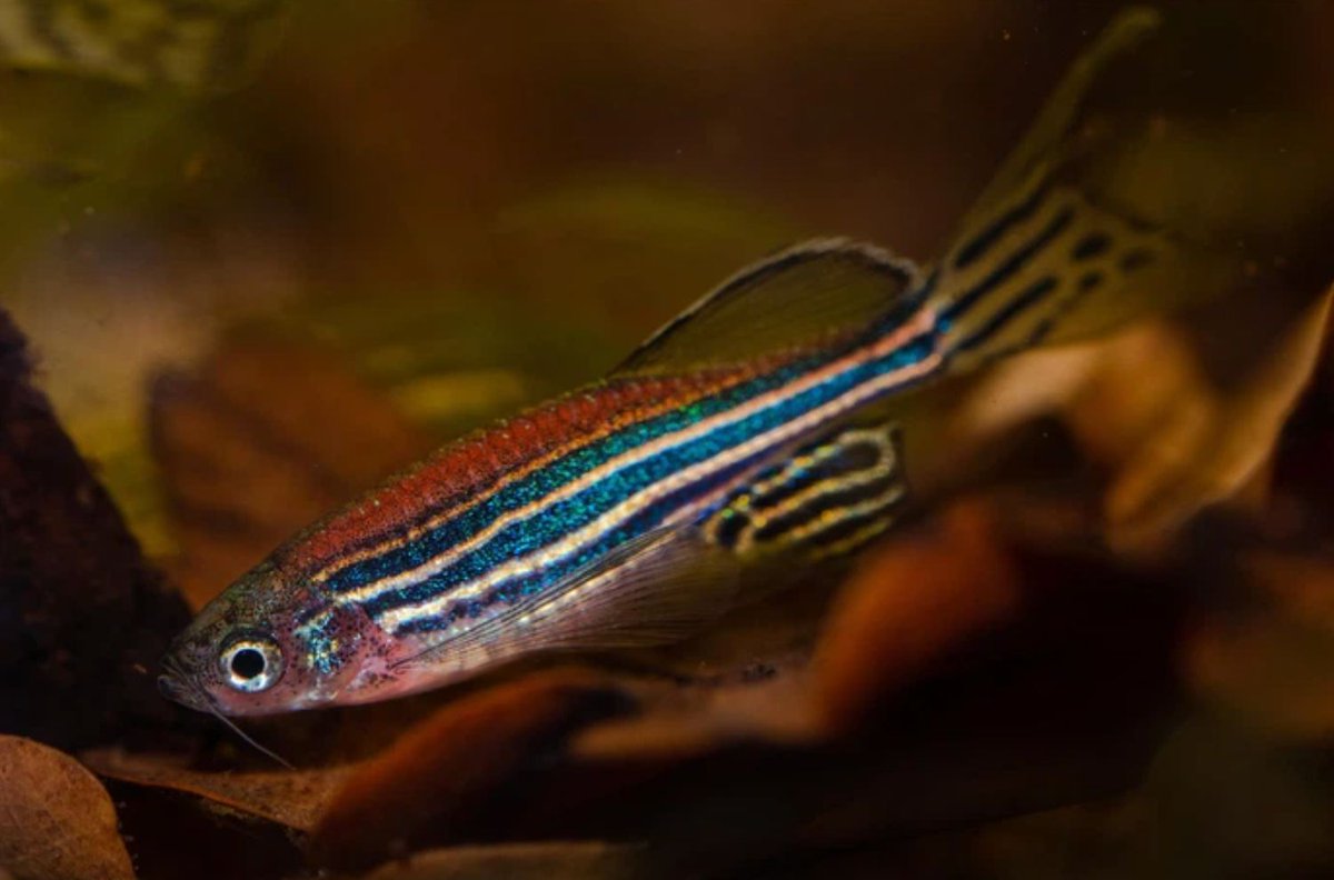 eLife's tweet image. A new study finds differences in the hunting strategies across five common model fish species, challenging the assumption that zebrafish behaviour is universal.
elifesciences.org/articles/98347…