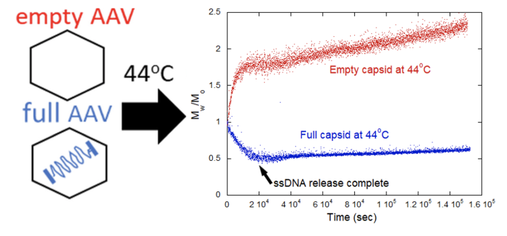 ARGEN was used to monitor rAAV capsid stability under thermal stress, revealing insights into full vs empty capsid behavior. Ideal for real-time analysis of rAAVs &amp; LNP-RNA complexes.
Case study: fluenceanalytics.com/raav-capsid-st…
#LNP #RNA #mRNA #FormulationDevelopment #Biotech