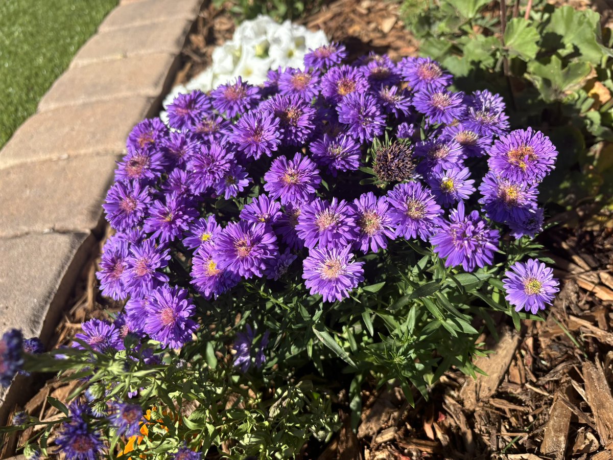 AliceMartin8's tweet image. Just the right color in just the right place. 💜#placewithpurpose #potscapers