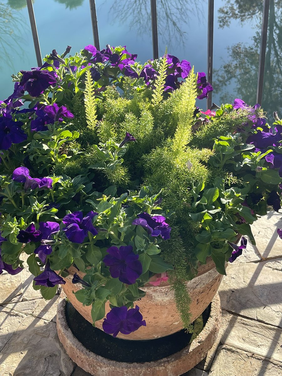 AliceMartin8's tweet image. Just the right color in just the right place. 💜#placewithpurpose #potscapers