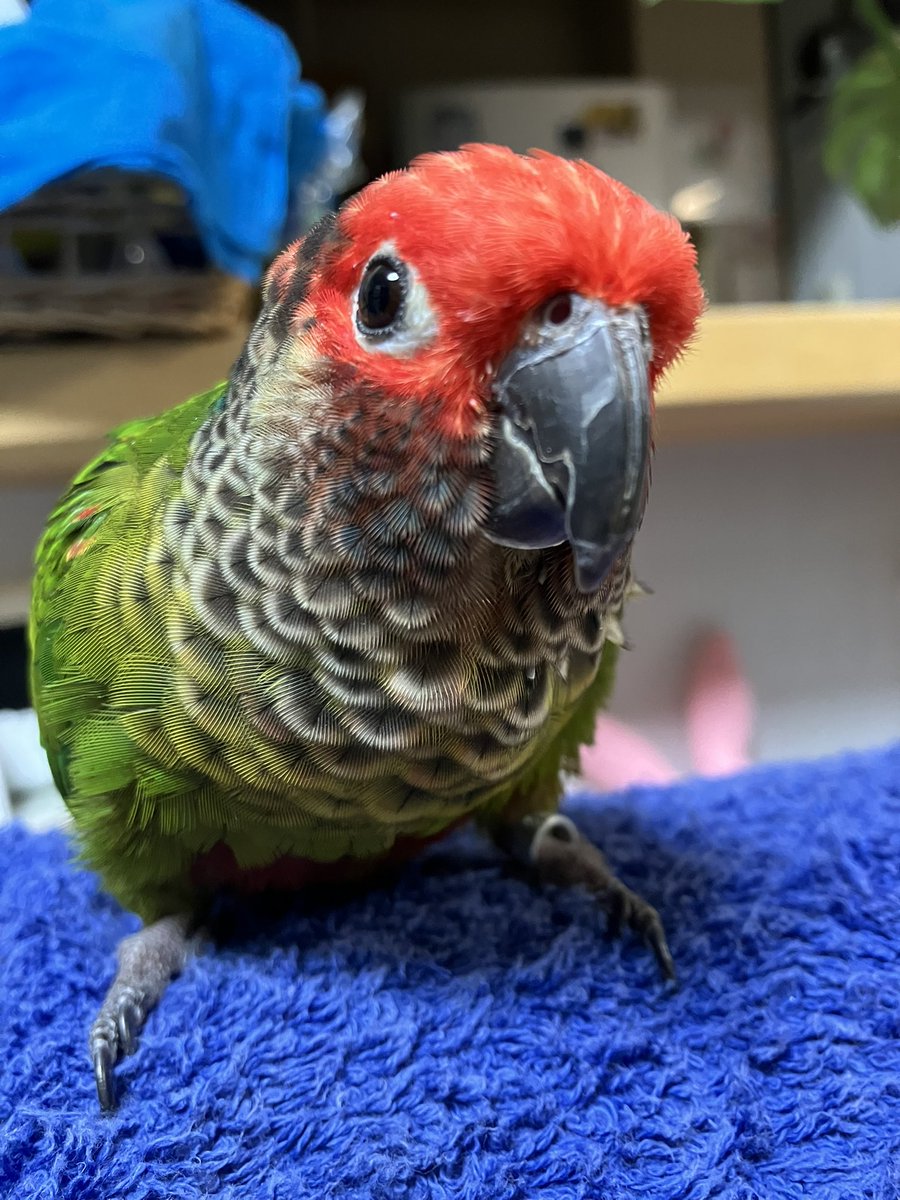 periquito36's tweet image. こんなあついひにおでかけしたら、
たいへんやで⁈おうちにいよ。