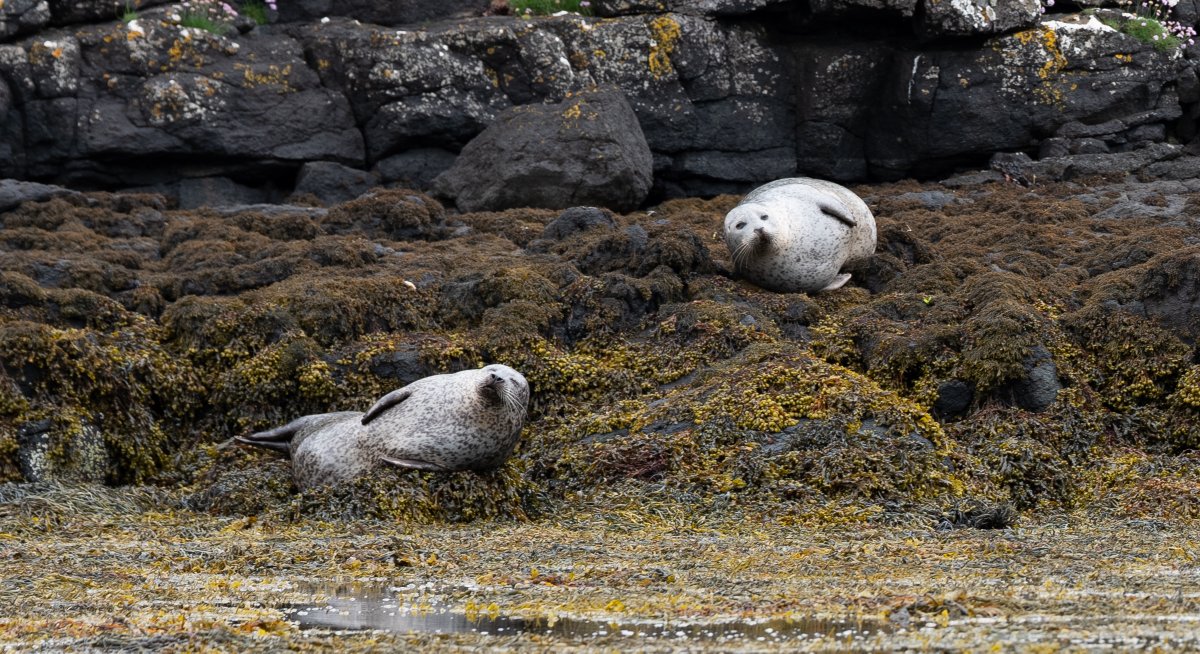 thatseguy's tweet image. More photos from my Scotland trip... again.
The two harbor seals were expecting to deliver their calves at any moment.