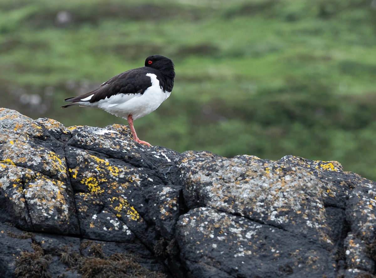 thatseguy's tweet image. More photos from my Scotland trip... again.
The two harbor seals were expecting to deliver their calves at any moment.