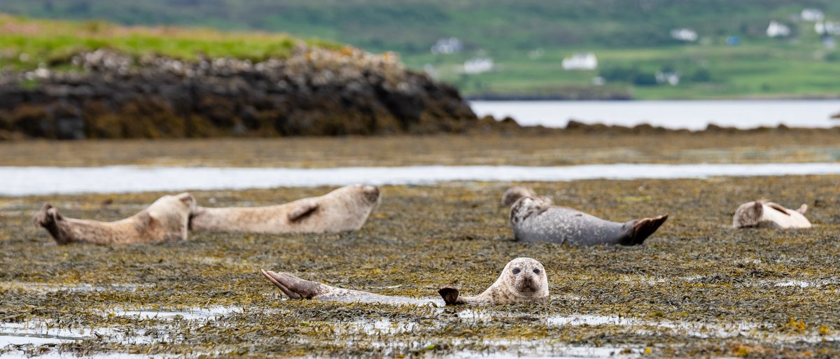 thatseguy's tweet image. More photos from my Scotland trip... again.
The two harbor seals were expecting to deliver their calves at any moment.