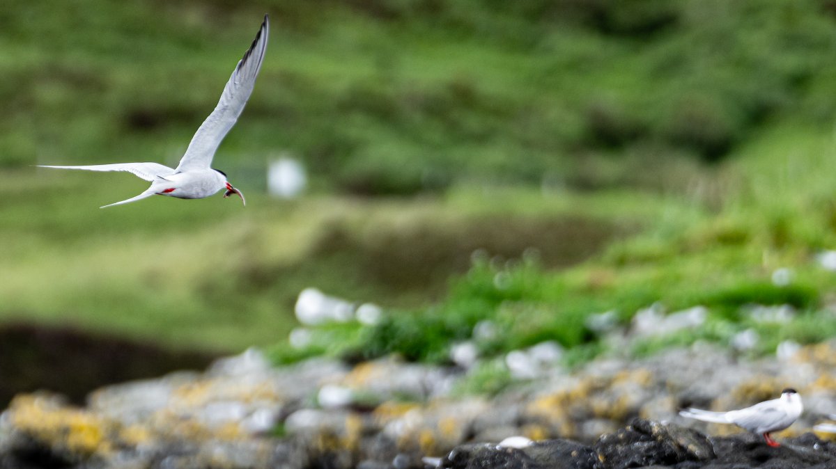 thatseguy's tweet image. More photos from my Scotland trip... again.
The two harbor seals were expecting to deliver their calves at any moment.