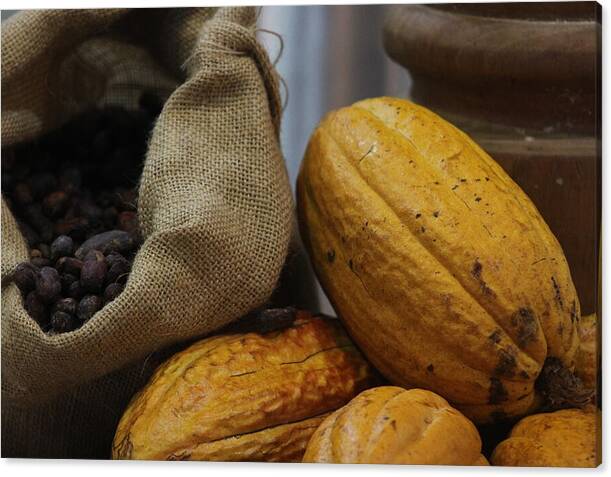 Cocoa Fruit &amp; Cocoa Beans wall decor. This fruit is used to make Chocolate. 
fineartamerica.com/featured/cocoa…

#wallartforsale #cacoa #NaturePhotography #chocolate #gardening #Foodie #naturelovers #FoodNetwork #kitchen #kitchensanctuary #dessert #FoodieFriday #goodnight #trending #house
