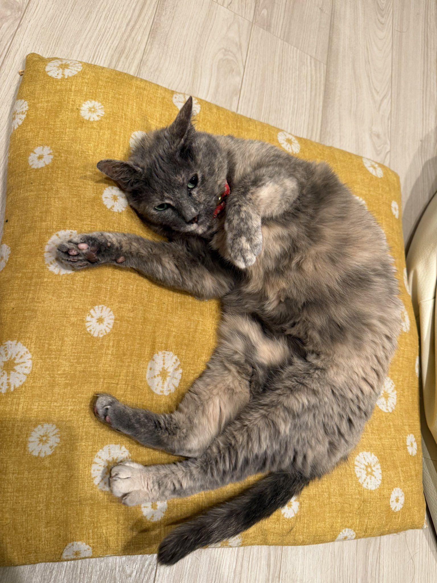 チビ猫❣ リクエスト 2点 まとめ商品 Susan Woo | 🎽 あなた専用のオーダーメイドペット刺繍