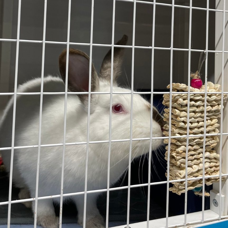 RabbitNetwork's tweet image. Melba and the shelter #bunnies were thrilled to open a special delivery from @BinxBox! 📦 Thanks to their generosity, everybun got something to binky about - fragrant hay balls, seagrass hanging chews, wooden carousel toys, and more! THANK YOU BinxBox for the support! 🥰