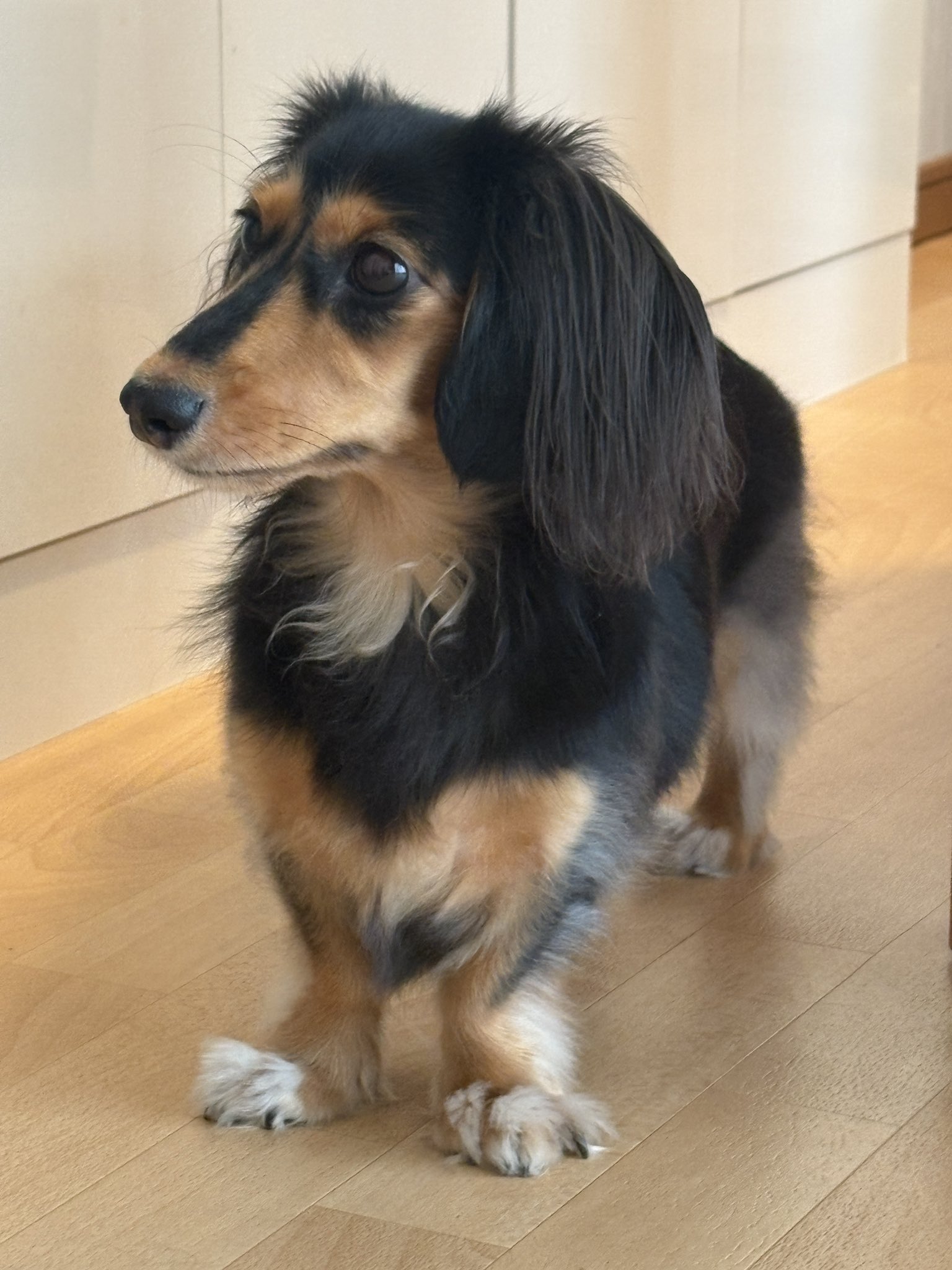 悪を見抜き正しい方向へ導く守犬さんオルゴナイト 悪を見抜き正しい方向へ導く守犬さんオルゴナイトベストセラー