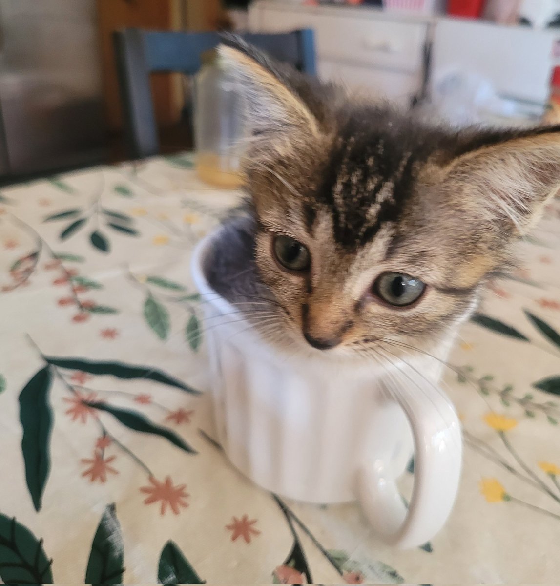 Omg, my pic of my kitten will be in a cat calendar coloring book.