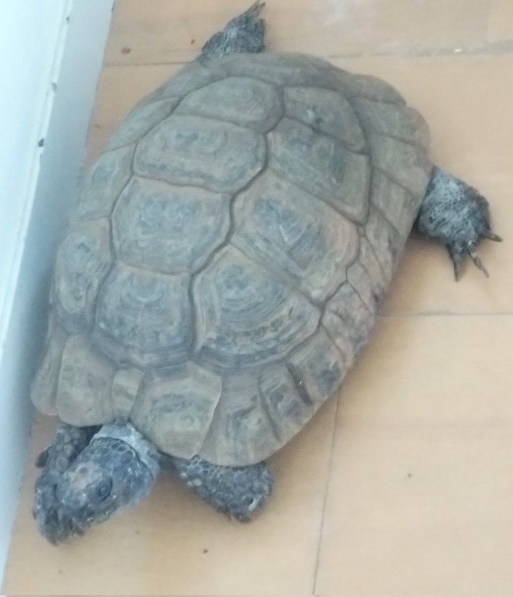 testudo216's tweet image. #ギリシャリクガメ
居間でのんびり卍寝してるガラさんを撮ろうとしたら遠くからズームしてるのに気づいて目を開けて警戒
今週はずっと忙しく、ガラさんも外に出せず紫外線不足だね
水亀たちの水換えもサボってる
明日は博物フェスに行くので、明後日は1日、カメにご奉仕デー!