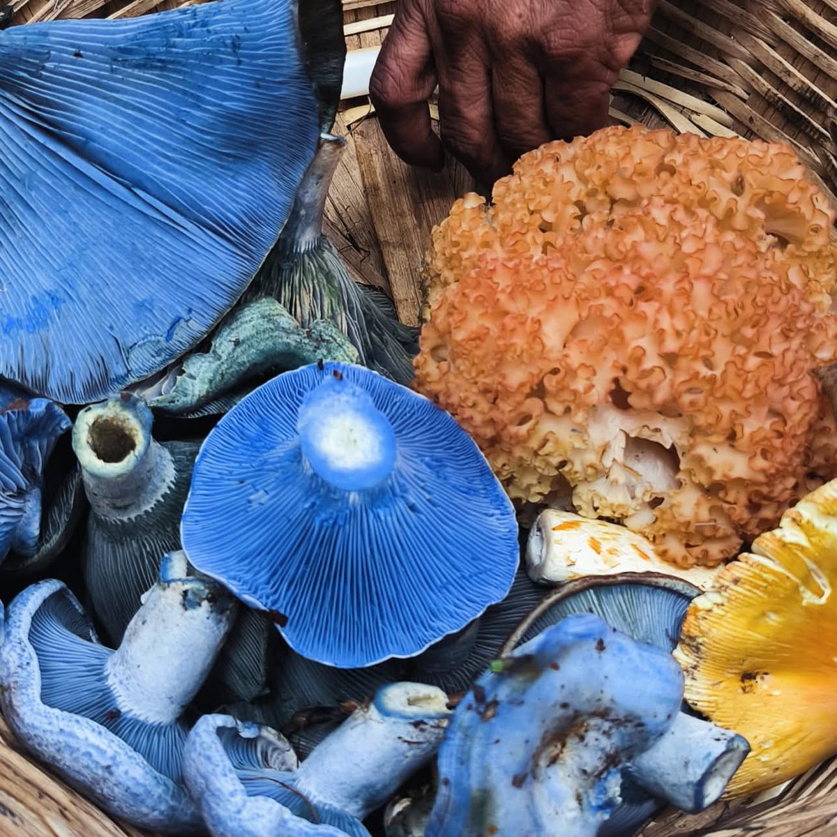 María José 🍄👁️✨ tweet media