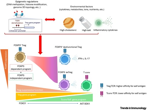 Breaking tolerance: an update of Treg dysfunction in autoimmunity dlvr.it/TM0N2t #immunology