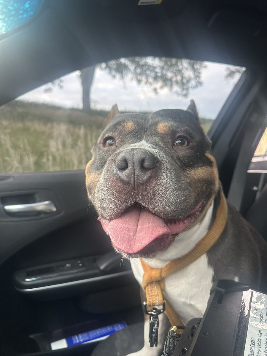 NSP_TroopH's tweet image. Trp. Holst #NSP358 helped transport this good boi after a call yesterday in Otoe County last night. 🐶